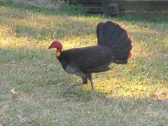 Alectura lathami lathami