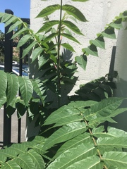 Ailanthus altissima