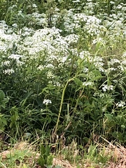 Aegopodium podagraria