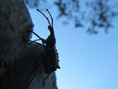 Leptopius clavus