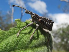 Leptopius clavus