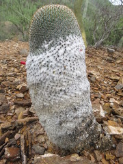 Mammillaria supertexta