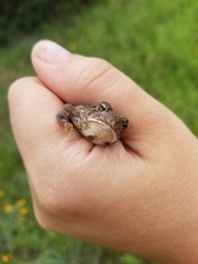 Anaxyrus fowleri