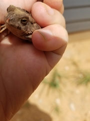 Anaxyrus fowleri
