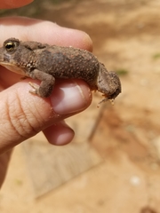 Anaxyrus fowleri