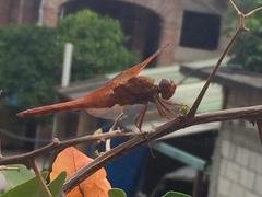 Libellula saturata