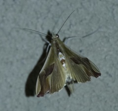 Agathodes designalis
