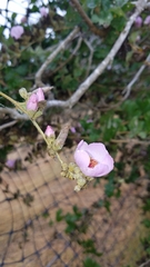 Malacothamnus fasciculatus catalinensis