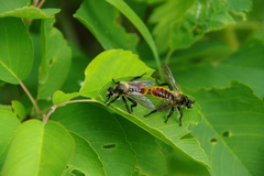 Laphria janus