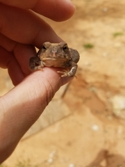 Anaxyrus fowleri
