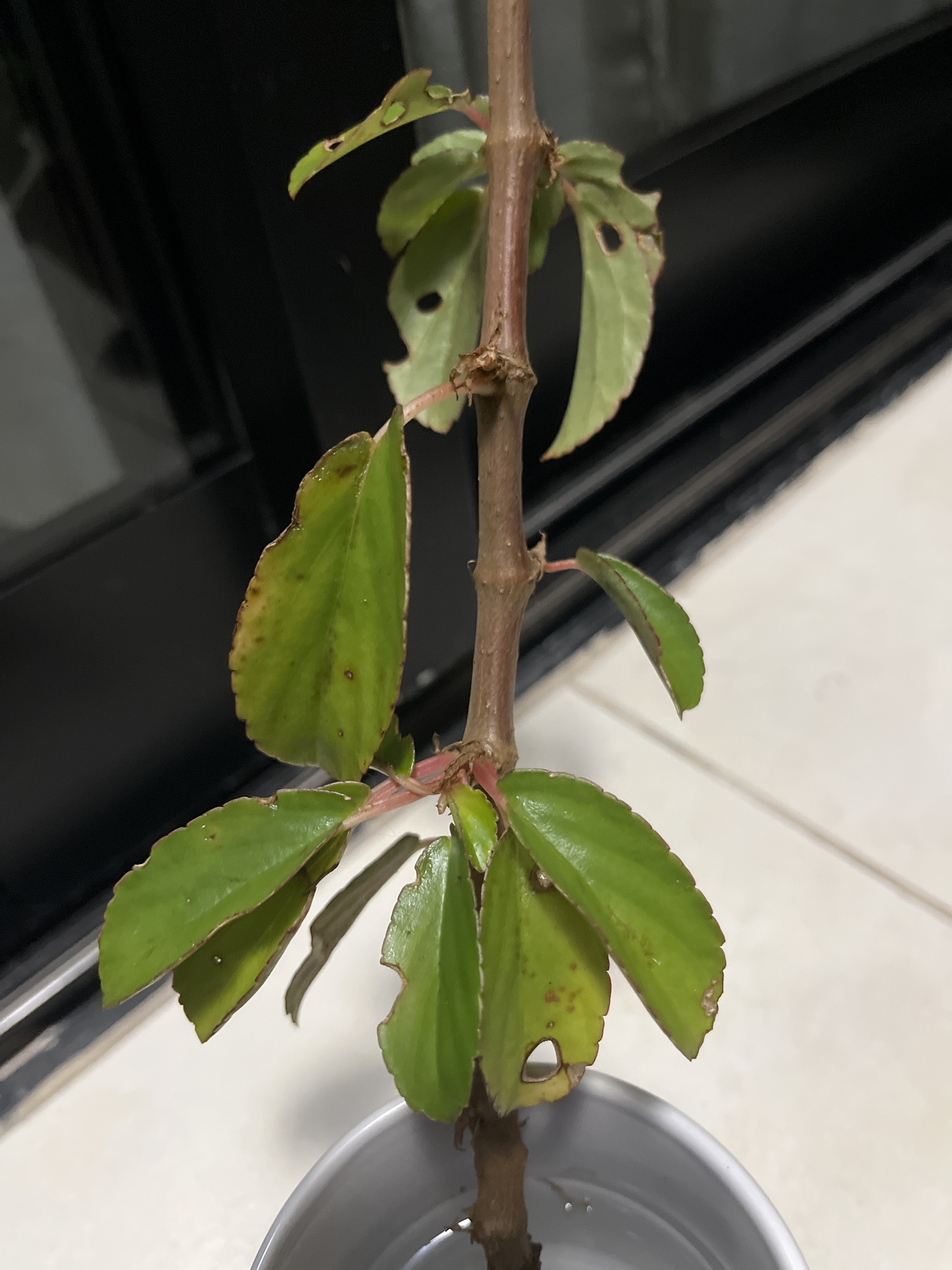 Begonia saxicola