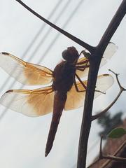 Libellula saturata