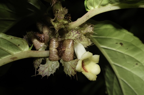 Drymonia macrophylla