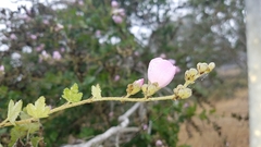 Malacothamnus fasciculatus catalinensis