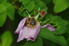 Trichiotinus assimilis