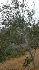 Malacothamnus fasciculatus catalinensis