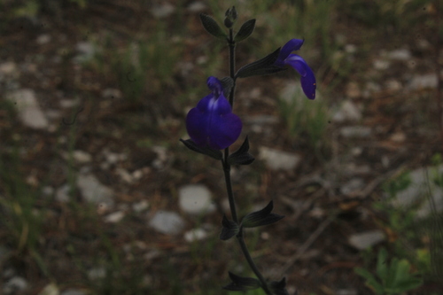 Salvia coahuilensis, photograph 2