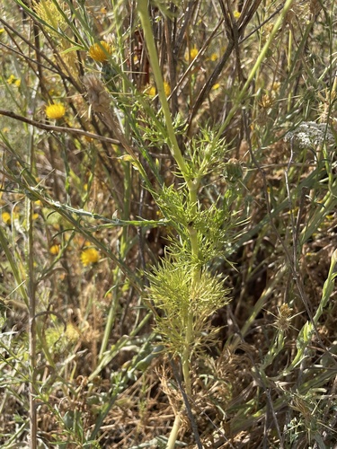 Image of Visnaga daucoides by (c) Amelia Tauber, some rights reserved (CC BY)