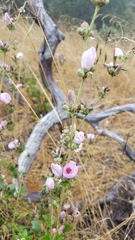 Malacothamnus fasciculatus catalinensis