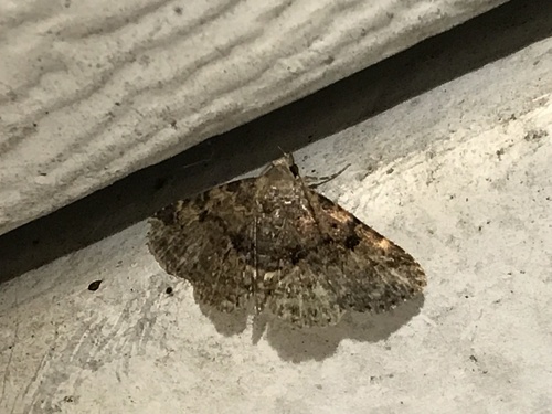 Four-spotted Fungus Moth photo 3