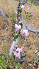 Malacothamnus fasciculatus catalinensis