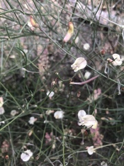 Astragalus convallarius