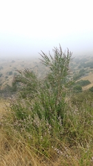 Malacothamnus fasciculatus catalinensis