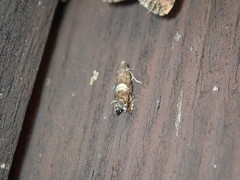 Grapholita interstinctana