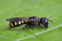 Ectemnius spinipes