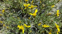 Ericameria suffruticosa