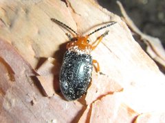 Lamprolina simillima