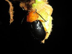 Lamprolina simillima