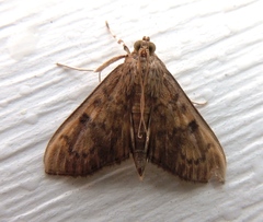 Psara obscuralis