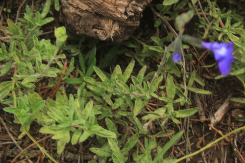 Image of Salvia coahuilensis by (c) Ricardo Jaimes-López, some rights reserved (CC BY)