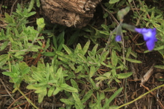 (c) Ricardo Jaimes-López, some rights reserved (CC BY) Salvia coahuilensis, photograph (c) Ricardo Jaimes-López, some rights reserved (CC BY)