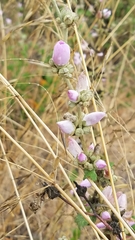 Malacothamnus fasciculatus catalinensis