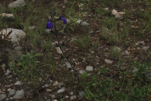 Coahuilan Sage (Salvia coahuilensis)