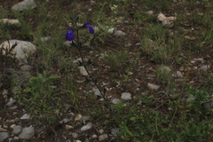 Salvia coahuilensis