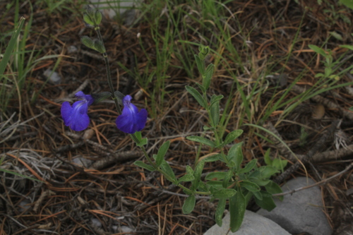 Image of Salvia coahuilensis by (c) Ricardo Jaimes-López, some rights reserved (CC BY)