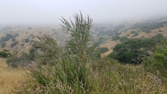 Malacothamnus fasciculatus catalinensis