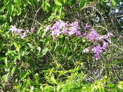 Bignonia diversifolia