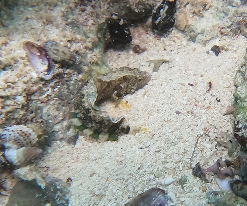 Blackfin Blenny