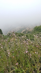 Malacothamnus fasciculatus catalinensis