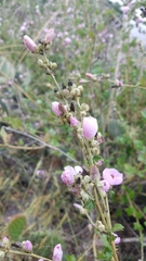 Malacothamnus fasciculatus catalinensis