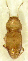 Ptinella taylorae