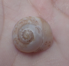 Agathistoma fasciatum