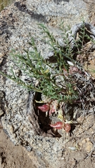 Astragalus lentiginosus semotus