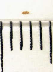Ptinella taylorae