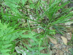 Carex debilis