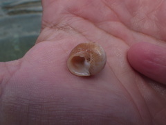 Agathistoma fasciatum